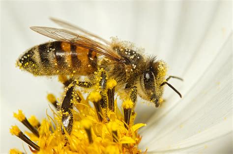 bee onlyfans porn