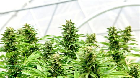 cannabis gifs leak