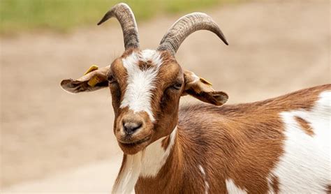 goat_spitt leaked onlyfans leaks