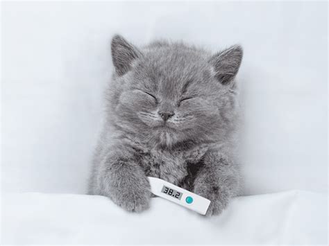 isaacandandrea onlyfans nude leak