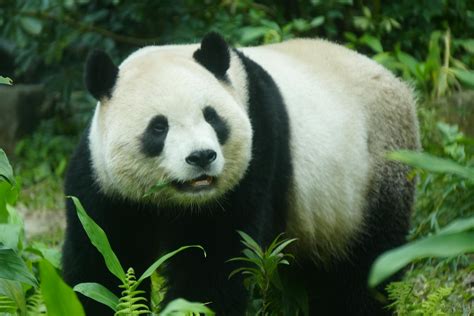 panda onlyfans porn