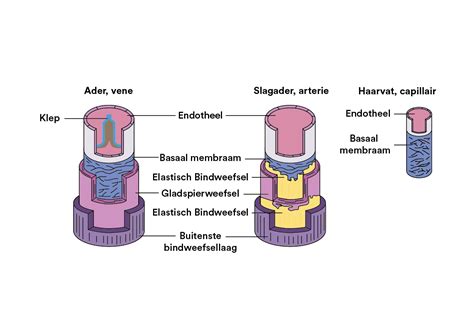 venere battisti leaks